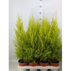 Cupressus macro. 'Goldcrest Wilma'
