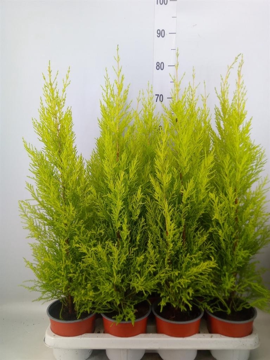 <h4>Cupressus macro. 'Goldcrest Wilma'</h4>