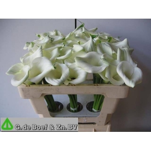Calla Groen