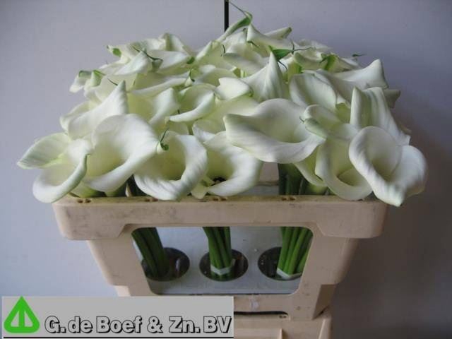 <h4>Calla Groen</h4>