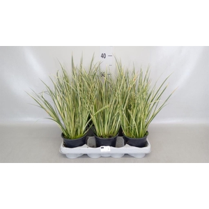 Acorus gramineus 'Aureovariegatus'