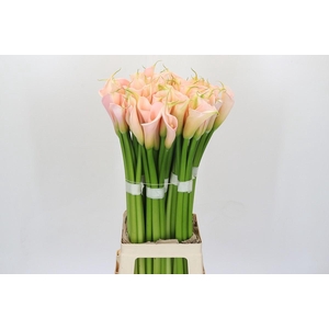 Zantedeschia Eydolls Salmon