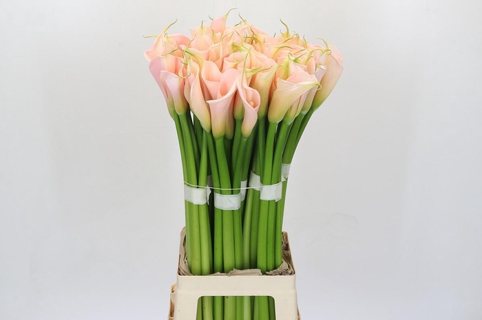Zantedeschia Eydolls Salmon