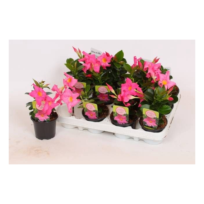 <h4>MANDE RIO PINK</h4>