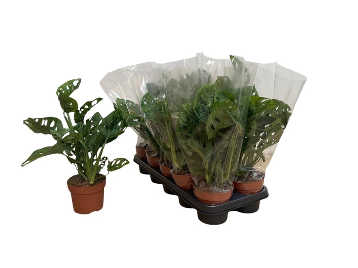 <h4>MONSTERA DELICIOSA</h4>