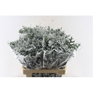 Jacobaea Senecio Maritima