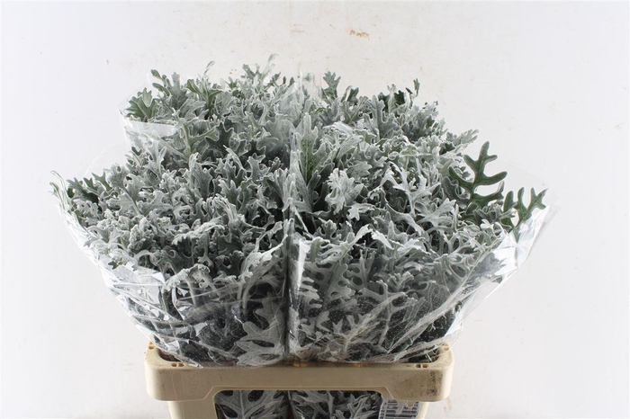 <h4>Jacobaea Senecio Maritima</h4>