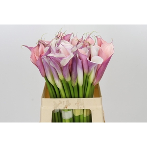 Zantedeschia Eydolls Purple White