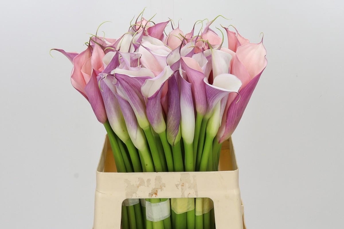 <h4>Zantedeschia Eydolls Purple White</h4>