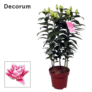 Roselily Samantha Decorum