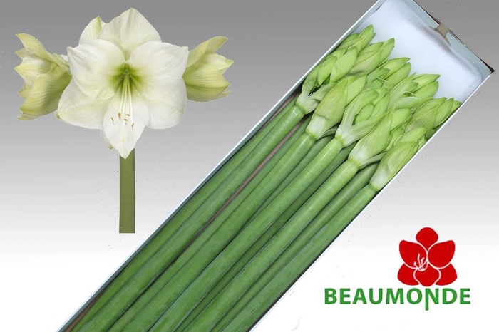 <h4>HIPP GA CASABLANCA</h4>