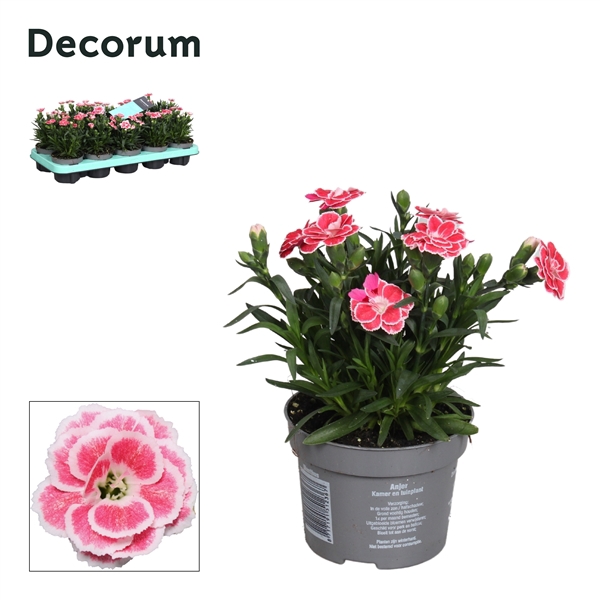 <h4>Dianthus - 10,5 cm - Oscar White and Red - Decorum</h4>