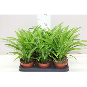 Chlorophytum Com Lemon