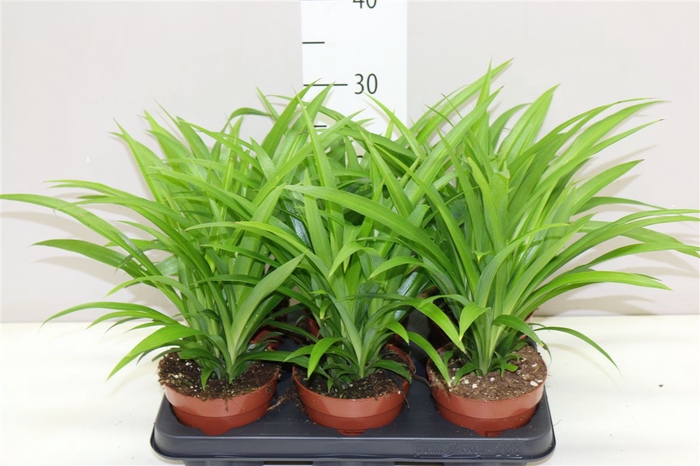 <h4>Chlorophytum Com Lemon</h4>