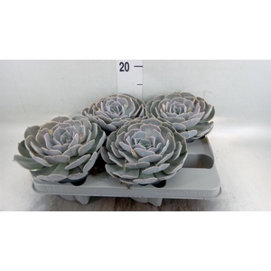 Echeveria 'Pollux'
