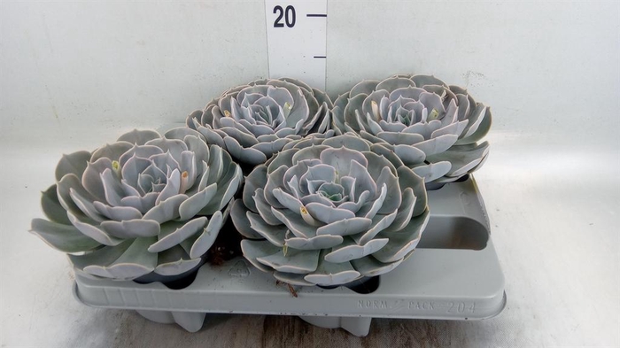 <h4>Echeveria  'Pollux'</h4>