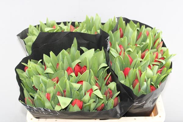 <h4>Tu En Escape</h4>