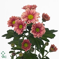 CHR SAN ATILLA SALMO