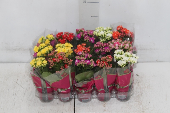 <h4>KAL. DOBRADO MINI P06</h4>