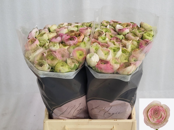 <h4>RAN AAZUR PI STRIPE</h4>