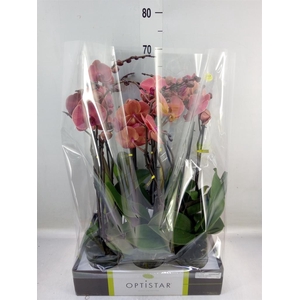 Phalaenopsis   ...orange