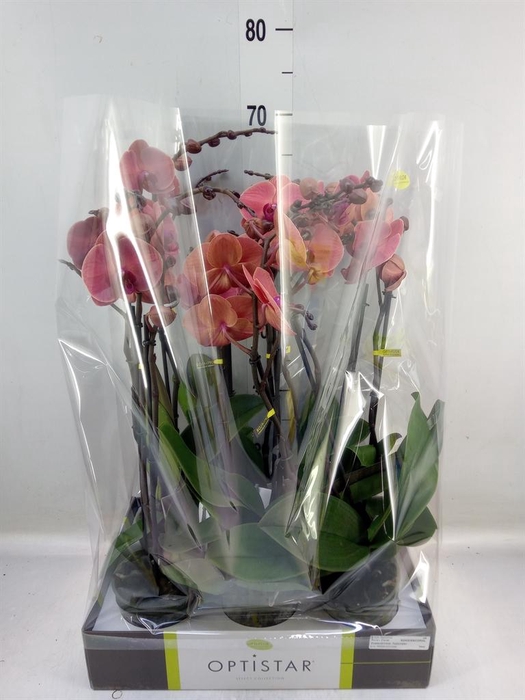 <h4>Phalaenopsis   ...orange</h4>