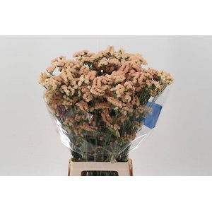 LIM S SIN HO APRICOT