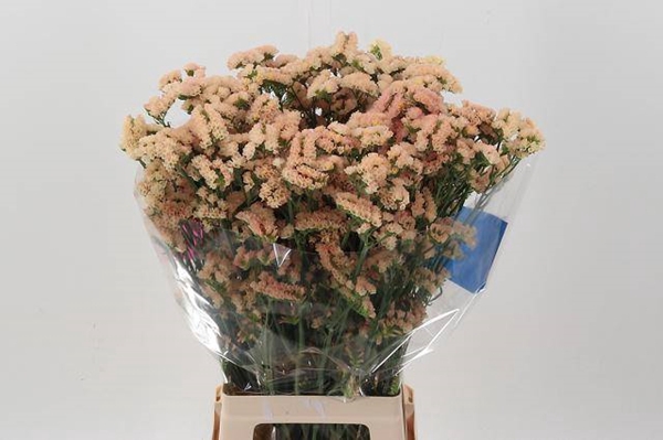 <h4>LIM S SIN HO APRICOT</h4>