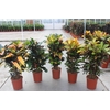 Codiaeum Gr Gemengd