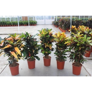 Codiaeum Gr Gemengd