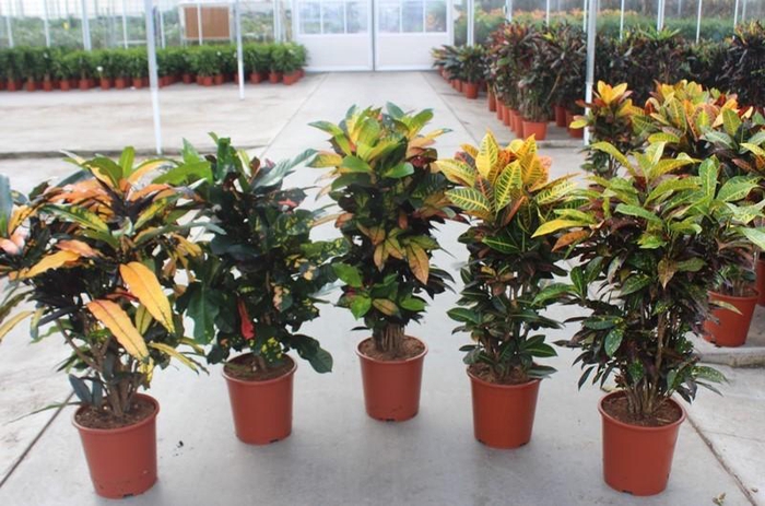 <h4>Codiaeum Gr Gemengd</h4>