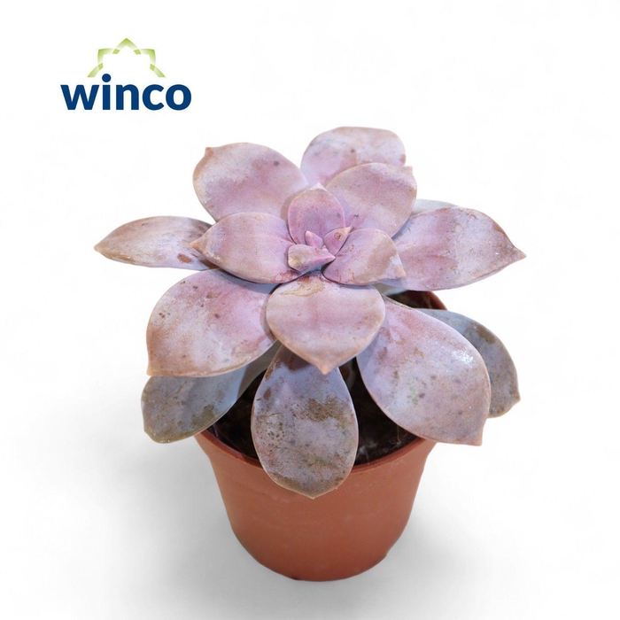 <h4>Graptopetalum Superbum</h4>
