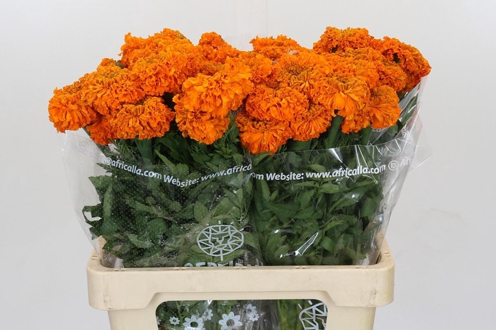 <h4>Tagetes Marigold Promise Orange</h4>