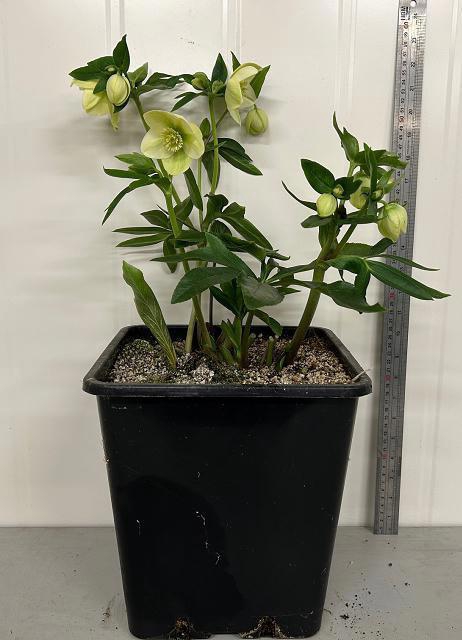 <h4>HELL ORIENTALIS</h4>