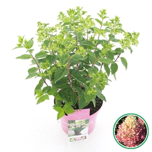 Hydrangea pan. 'Pinklight'® C5 (23cm.) Kn.