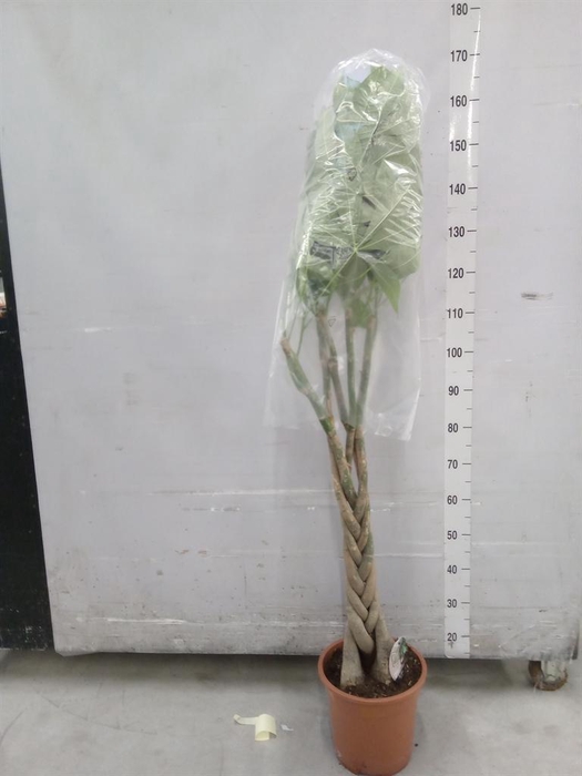 <h4>Pachira aquatica</h4>