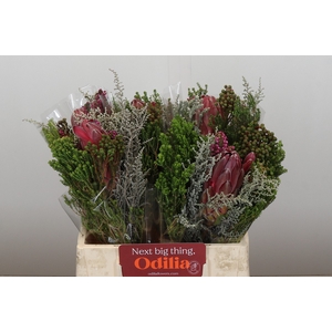 BQ Protea Cynaroides SFB