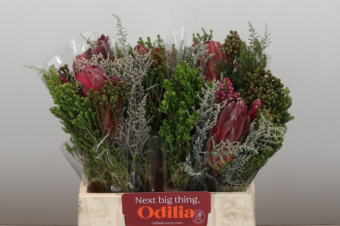 <h4>BQ Protea Cynaroides SFB</h4>