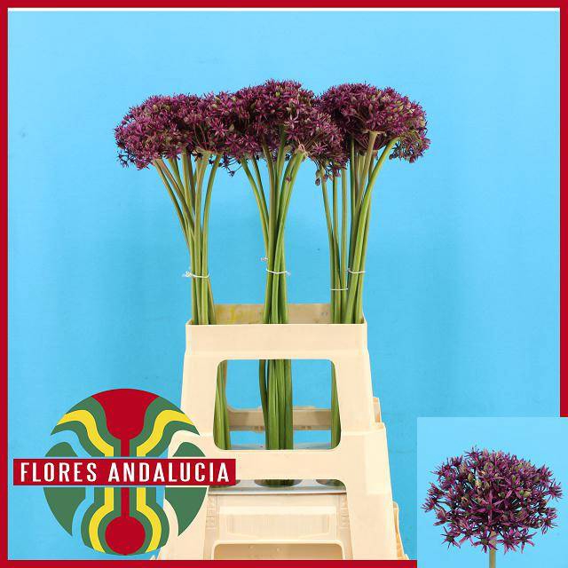 <h4>ALLIUM  MIAMI</h4>