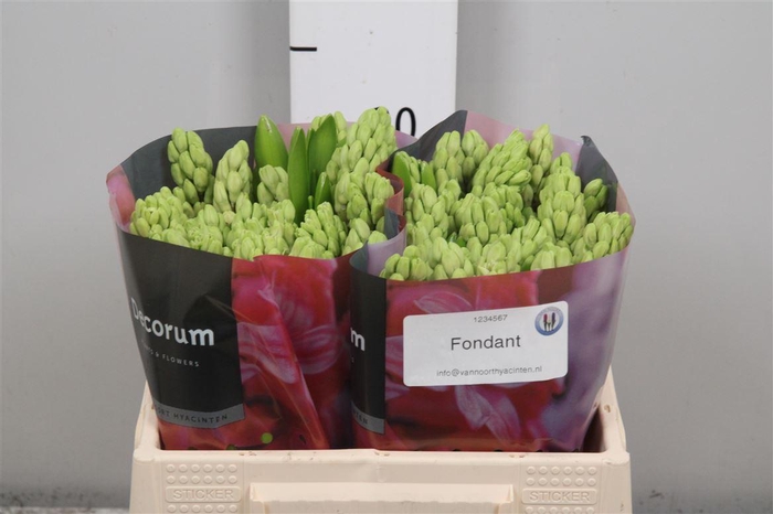 <h4>Hyac Fondant</h4>