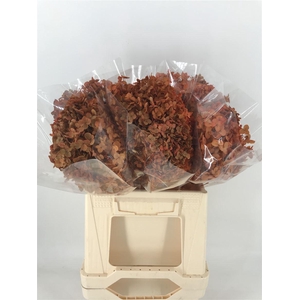 Dr Hydra Annab Stab Orange