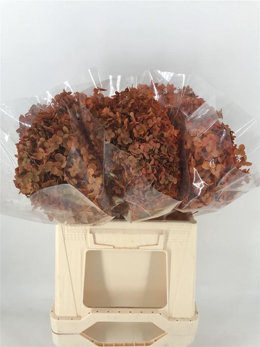 <h4>Dr Hydra Annab Stab Orange</h4>