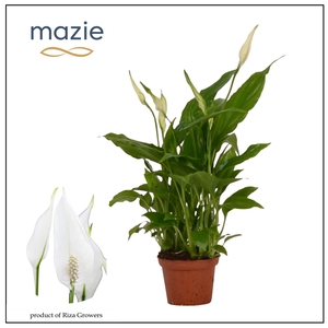 Spathiphyllum 6,5 cm Chopin