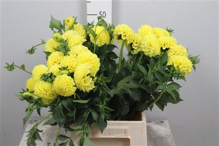 <h4>Dahl Glorie Van Heemstede</h4>