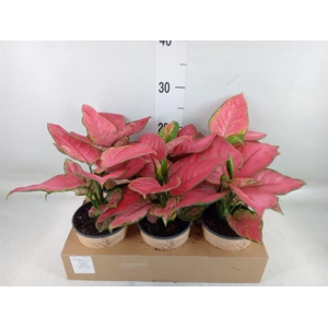 Aglaonema   ...