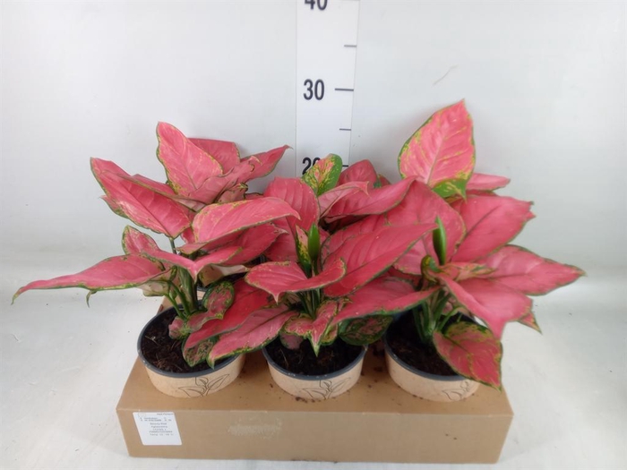 <h4>Aglaonema   ...</h4>