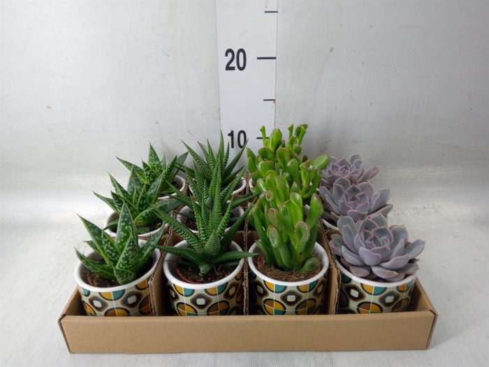 <h4>Succulents   ...</h4>