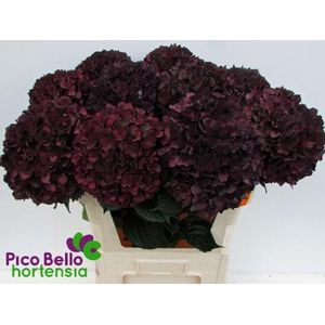 HYDR M MAG RUBY CL P