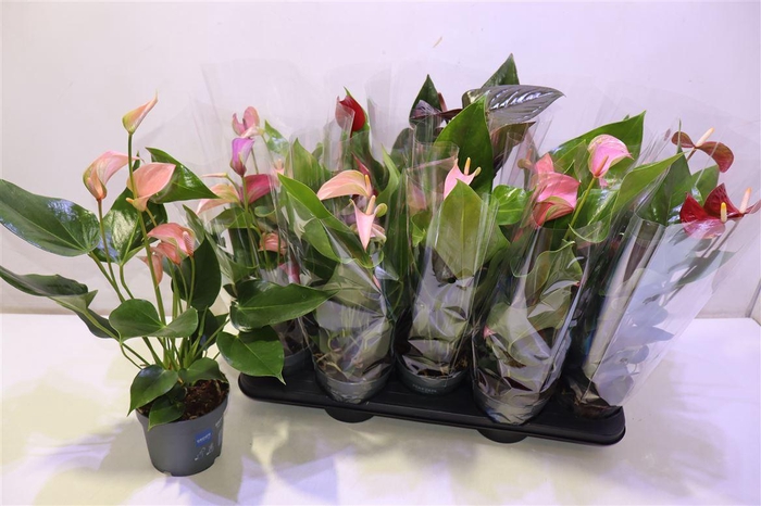 <h4>arr8 Anthu An Gem</h4>