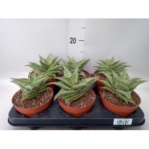 Aloe   ...